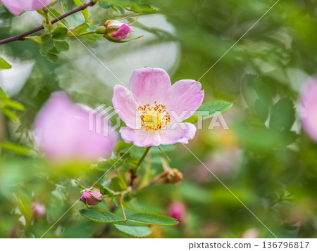 Blooming rosehip flower, beautiful pink flower on a bush branch. Beautiful natural background of blooming greenery. Blooming rosehip flower, beautiful pink flower on a bush branch. Beautiful natural background of blooming greenery. 136796817