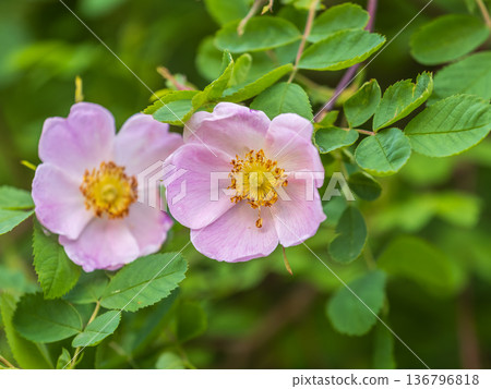 Blooming rosehip flower, beautiful pink flower on a bush branch. Beautiful natural background of blooming greenery. 136796818