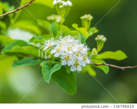 Beautiful white flowers Spirea aguta or Brides wreath. 136796819