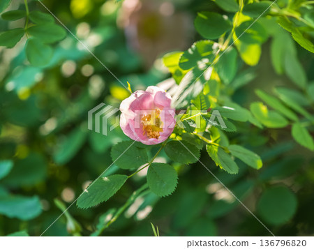 Blooming rosehip flower, beautiful pink flower on a bush branch. Beautiful natural background of blooming greenery. 136796820