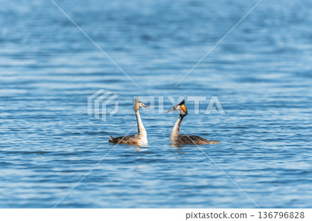 Mating games of two water birds Great Crested Grebes. Two waterfowl birds Great Crested Grebes swim in the lake with heart shaped silhouette 136796828