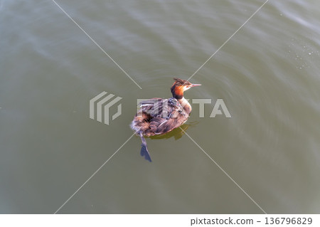 The water bird Great crested Grebe, Podiceps cristatus, swimming in the lake, and its cute babies riding on its back 136796829