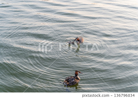An adult great crested grebe feeds its chick with fish on a summer evening. 136796834