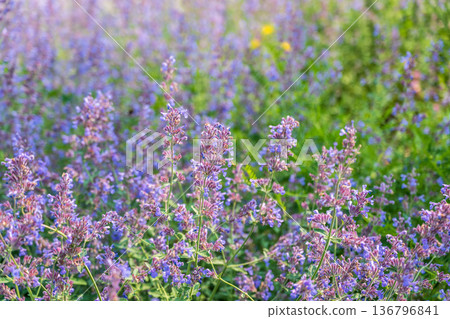 Spring background - close up of beautiful catnip flowers - with plenty of copy space Spring background - close up of beautiful catnip flowers - with plenty of copy space 136796841