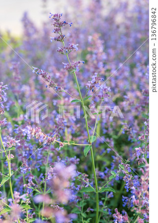 Spring background - close up of beautiful catnip flowers - with plenty of copy space Spring background - close up of beautiful catnip flowers - with plenty of copy space 136796842