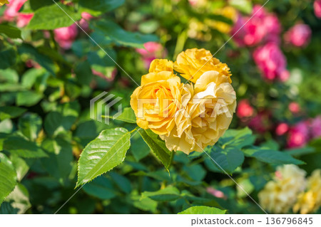 Close-up of a yellow rose on green background 136796845