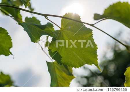 Nature of green leaf in garden at summer. Natural green leaves plants using as spring background cover page environment ecology 136796866