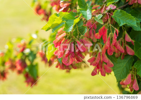 A close-up of the reddish-pink ripening fruits of the Tatar maple. A close-up of the reddish-pink ripening fruits of the Tatar maple. 136796869