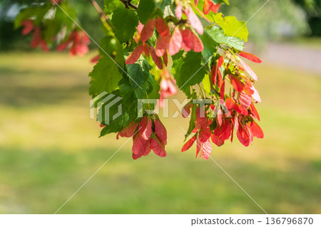 A close-up of the reddish-pink ripening fruits of the Tatar maple. A close-up of the reddish-pink ripening fruits of the Tatar maple. 136796870