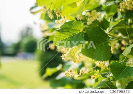 Linden tree flowers clusters tilia cordata, europea, small-leaved lime, littleleaf linden bloom. Linden tree flowers clusters tilia cordata, europea, small-leaved lime, littleleaf linden bloom. 136796873