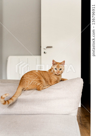Orange tabby cat lying on the back of a white sofa Orange tabby cat lying on the back of a white sofa 136796911