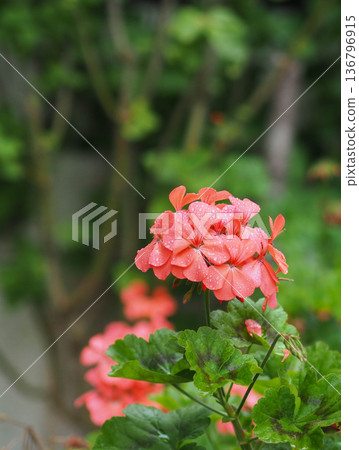 Blooming pelargonium with coral-pink flowers and green leaves in a garden Blooming pelargonium with coral-pink flowers and green leaves in a garden 136796915