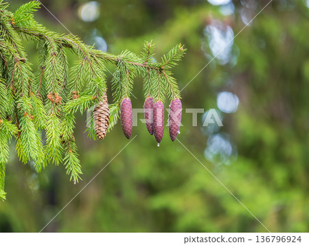 A young female cone of ordinary spruce, it is pink and its scales invitingly open in anticipation of pollen. Young cones of a Blue Spruce. 136796924