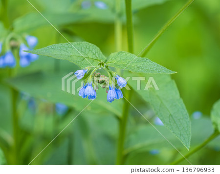 Beautiful blue flowers of Symphytum caucasicum, also known as Caucasian comfrey, blooming in spring park Beautiful blue flowers of Symphytum caucasicum, also known as Caucasian comfrey, blooming in spring park 136796933