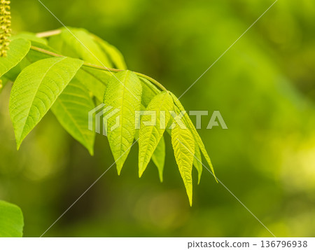 Bright green Leaves of the Amur velvet, or Amur cork tree, lat. Phellodendron amurense Bright green Leaves of the Amur velvet, or Amur cork tree, lat. Phellodendron amurense 136796938