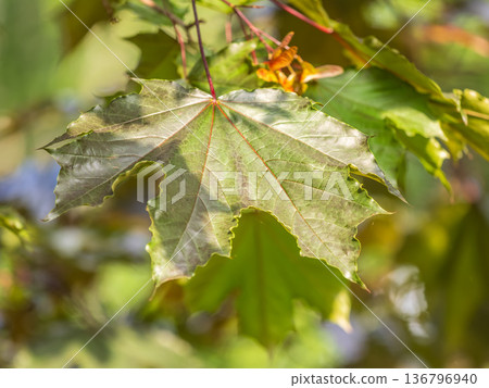 Spring branches of maple tree with fresh green leaves. Acer saccharinum, silver maple 136796940