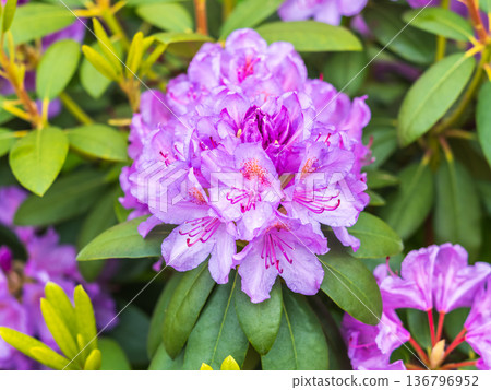 Pink flowers of Siberian rhododendron copy space. Rhododendron dauricum. Spring flowering of Altai rhododendron. 136796952