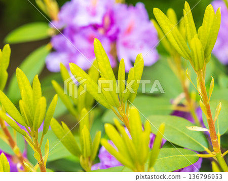 Pink flowers of Siberian rhododendron copy space. Rhododendron dauricum. Spring flowering of Altai rhododendron. 136796953
