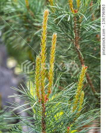 Green small pine trees with fresh shoots in spring or summer Green small pine trees with fresh shoots in spring or summer 136796963