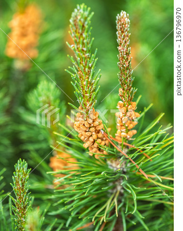 Closeup of fir branches with young buds. Spring nature concept. Fir branches with fresh shoots Closeup of fir branches with young buds. Spring nature concept. Fir branches with fresh shoots 136796970