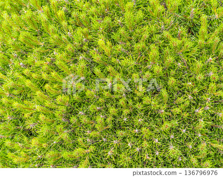 Closeup of fir branches with young buds. Spring nature concept. Fir branches with fresh shoots Closeup of fir branches with young buds. Spring nature concept. Fir branches with fresh shoots 136796976