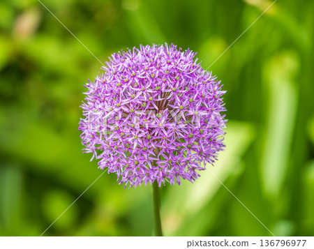 Close-up of the inflorescence of the Rosenbachian onion, Allium rosenbachianum, blooming in the garden Close-up of the inflorescence of the Rosenbachian onion, Allium rosenbachianum, blooming in the garden 136796977