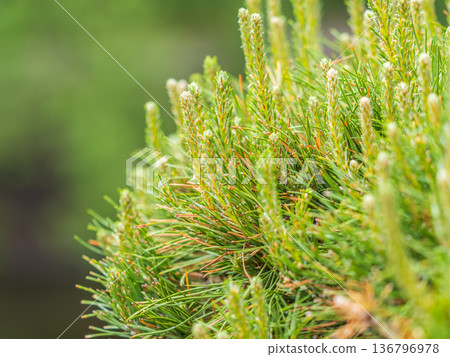 Green small pine trees with fresh shoots in spring or summer Green small pine trees with fresh shoots in spring or summer 136796978