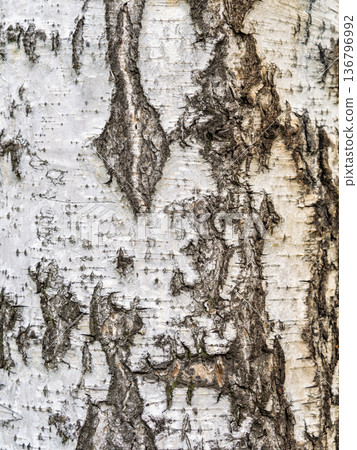 The texture of the birch bark. The texture of the birch bark. 136796992