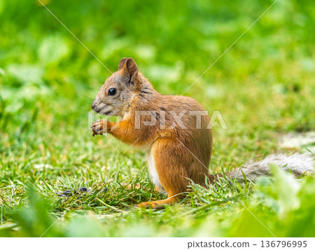 Squirrel eats a nut while sitting in green grass. Eurasian red squirrel, Sciurus vulgaris Squirrel eats a nut while sitting in green grass. Eurasian red squirrel, Sciurus vulgaris 136796995