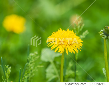 Field of yellow dandelions. Taraxacum officinale, the common dandelion Field of yellow dandelions. Taraxacum officinale, the common dandelion 136796999