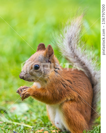 Squirrel eats a nut while sitting in green grass. Eurasian red squirrel, Sciurus vulgaris Squirrel eats a nut while sitting in green grass. Eurasian red squirrel, Sciurus vulgaris 136797000