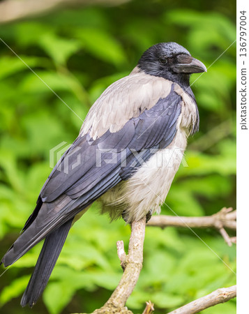 Hooded crow, corvus cornix, standing on the lawn in the spring or summer 136797004
