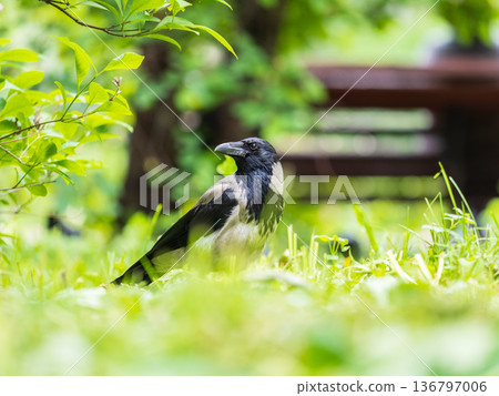 Hooded crow, corvus cornix, standing on the lawn in the spring or summer Hooded crow, corvus cornix, standing on the lawn in the spring or summer 136797006
