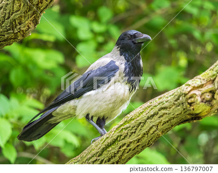 Hooded crow, corvus cornix, standing on the lawn in the spring or summer Hooded crow, corvus cornix, standing on the lawn in the spring or summer 136797007