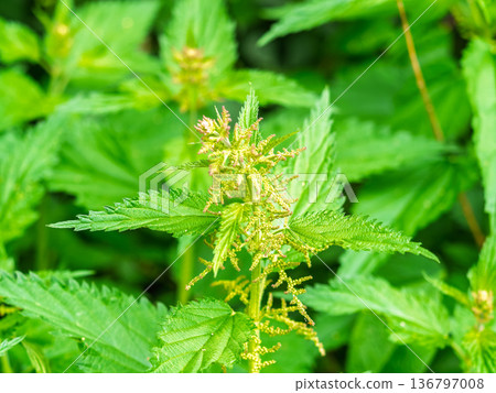 The nettle, Urtica dioica, with green leaves grows in natural thickets. Medicinal wild plant nettle. The nettle, Urtica dioica, with green leaves grows in natural thickets. Medicinal wild plant nettle. 136797008