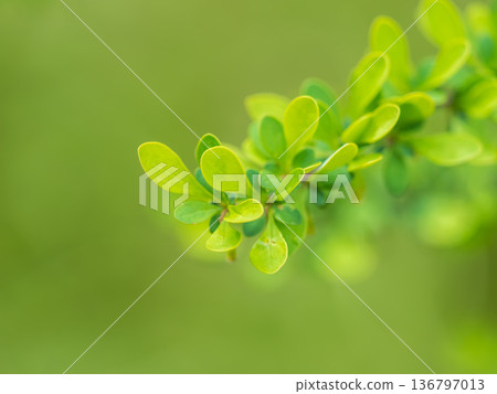 Bush of barberry in the spring with fresh green leaves and small yellow flowers. Branches of bushes with young leaves Bush of barberry in the spring with fresh green leaves and small yellow flowers. Branches of bushes with young leaves 136797013
