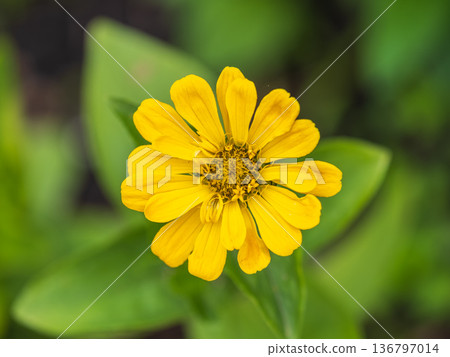 Yellow Zinnia flowers. Flowers zinnia elegans. Color nature background. Yellow Zinnia flowers. Flowers zinnia elegans. Color nature background. 136797014