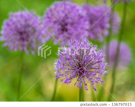 Close-up of the inflorescence of the Rosenbachian onion, Allium rosenbachianum, blooming in the garden Close-up of the inflorescence of the Rosenbachian onion, Allium rosenbachianum, blooming in the garden 136797015