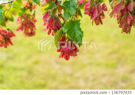A close-up of the reddish-pink ripening fruits of the Tatar maple. A close-up of the reddish-pink ripening fruits of the Tatar maple. 136797035