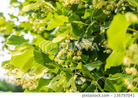 Linden tree flowers clusters tilia cordata, europea, small-leaved lime, littleleaf linden bloom. Linden tree flowers clusters tilia cordata, europea, small-leaved lime, littleleaf linden bloom. 136797041