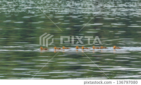 Cute little duckling swimming alone in a lake or river with calm water Cute little duckling swimming alone in a lake or river with calm water 136797080