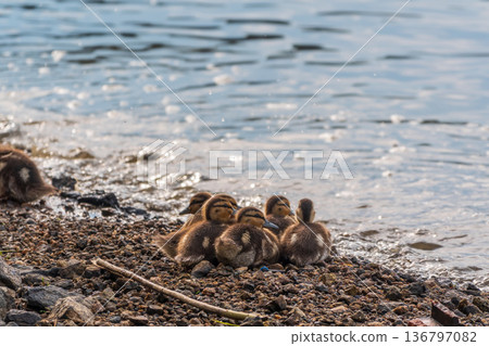 Cute little duckling swimming alone in a lake or river with calm water Cute little duckling swimming alone in a lake or river with calm water 136797082