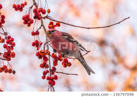 Pine Grosbeak male Eating Red Berries in Winter Pine Grosbeak male Eating Red Berries in Winter 136797096