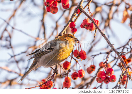 Pine Grosbeak Female Eating Red Berries in Winter Pine Grosbeak Female Eating Red Berries in Winter 136797102