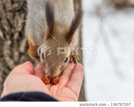 Squirrel eats nuts from a man's hand. Caring for animals in winter or autumn. 136797107