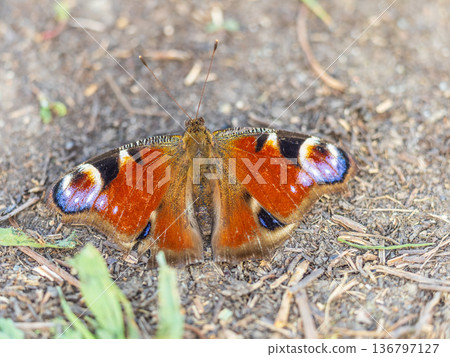 Peacock butterfly on the ground among the grass Peacock butterfly on the ground among the grass 136797127
