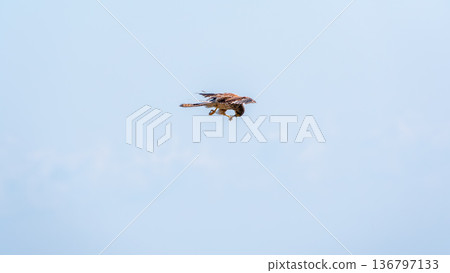 The common kestrel (Falco tinnunculus), also known as the European kestrel, Eurasian kestrel. The common kestrel (Falco tinnunculus), also known as the European kestrel, Eurasian kestrel. 136797133