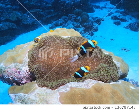 一對橙鰭小丑魚(小丑魚)棲息在海葵。留白。帛琉. 一對橙鰭小丑魚(小丑魚)棲息在海葵。留白。帛琉. 136797145