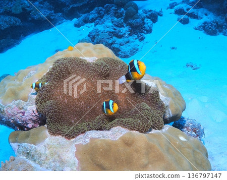 一對橙鰭小丑魚（小丑魚）棲息在海葵。留白。帛琉. 136797147