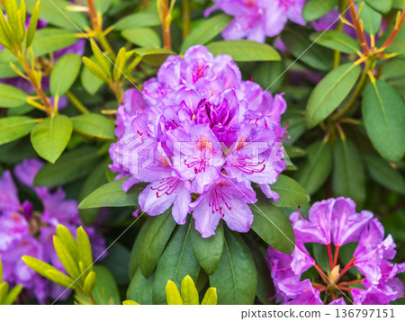 Pink flowers of Siberian rhododendron copy space. Rhododendron dauricum. Spring flowering of Altai rhododendron. 136797151